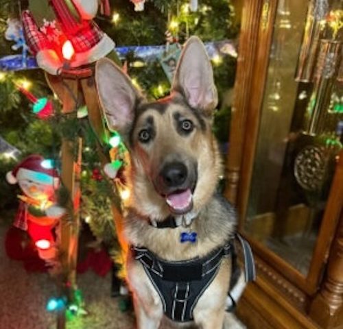 Salem the Dog
